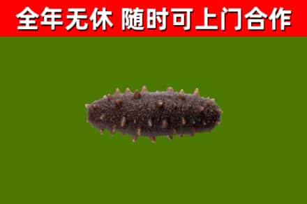 蒲江回收海参干